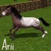 Arii